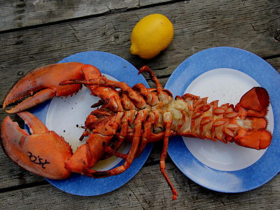 Eine Delikatesse zum Nachtessen...; gekocht gekauft und auf dem Grill zubereitet, mit Zitrone abgeschmeckt und mit Knoblaubutter verfeinert..., was will man mehr...? Früher waren die Hummer ein "Arme Leute Essen"... und wenn wir bedenken, was ein solches Prachtsstück in Europa kostet...? Wir haben $Can. 25.- für diesen armen Kerl bezahlt...!