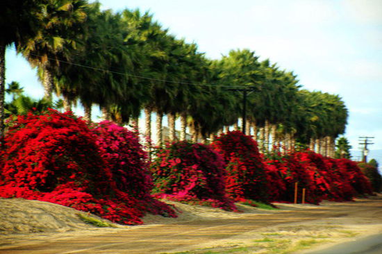 Ob diese blumige Pracht wohl für uns bestimmt ist...?