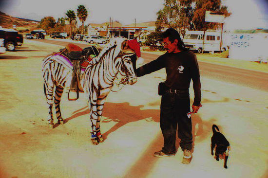 Er hat gesagt, das sei ein mexikanisches Zebra...! Leider ist die Kamera falsch eingestellt - irgendwie passt es...