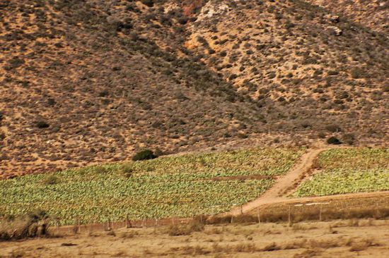 Was da angebaut wrd, konnten wir nicht erkennen...