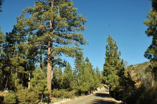 In höheren Regionen tauchen Kieferwälder auf...