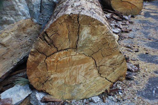 Bis zu 200 Jahre alte Bäume...