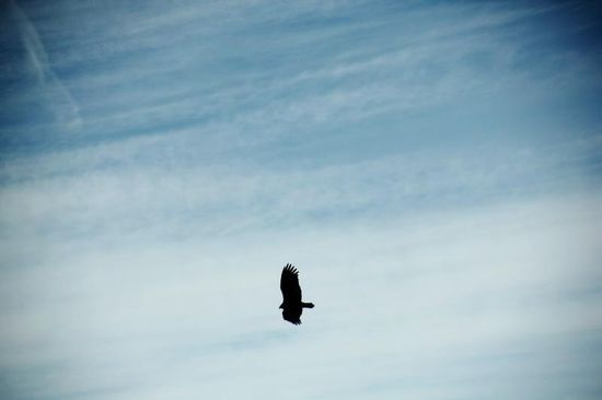 Zumindest ein paar Raben zeigen Verständnis für unser Anliegen und lassen sich durch die Lüfte tragen...