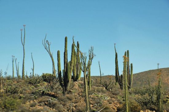 Wir sind mitten in Kakteenwäldern...