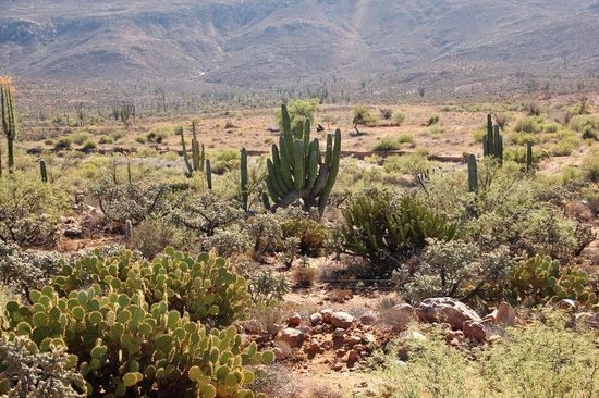 Kakteen in allen Farben und Formen...