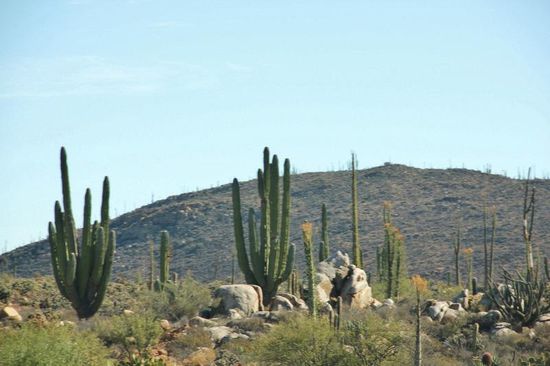 Diese Kakteen werden bis zu 12 m hoch...
