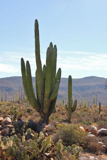 Wir sind fasziniert von der Vielfalt...; wie herrlich muss das sein, wenn die blühen...!