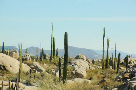 Zur Abwechslung - grosse Felder mit riesigen Felsbrocken...