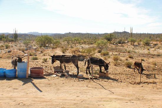 Der Ort Catavina will uns nicht recht gefallen und auf dem CP heissen uns 2 räudige Hunde willkommen, nicht mal das, der Eine ist zu faul, den Kopf bei unserer Druchfahrt zu heben...; wir beshlliessen weiterzufahren - nächstes Ziel: Parador Punta Prieta...