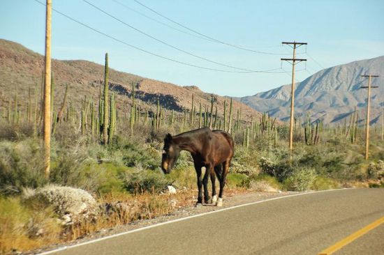 Direkt an der Strasse steht ein wohl entlaufenes Pferd...; ich bremse stark ab und fahre ganz langsam vorbei - man weiss ja nie...! Wem das Pferd wohl gehören mag...?