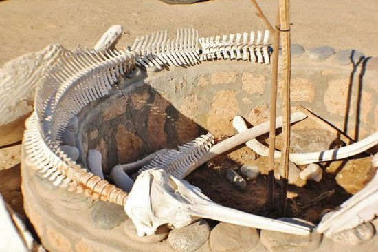 Das Skelett eines Delfins...