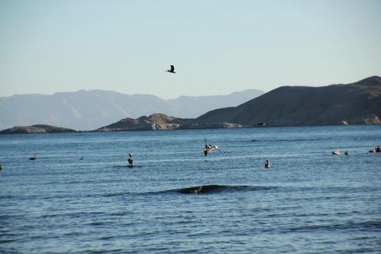 Sehr interessant, all den Wasservögeln zuzuschauen, wie sie ihr Frühstück holen...; vor allem die Pelikane zeigen äusserst interessante Flugkünste und stechen pfeilgerade ins Wasser...