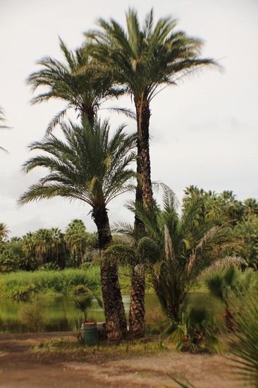 Wir fahren direkt nach San Ignacio - eine sehr schöne Oase mitten in der Wüste...