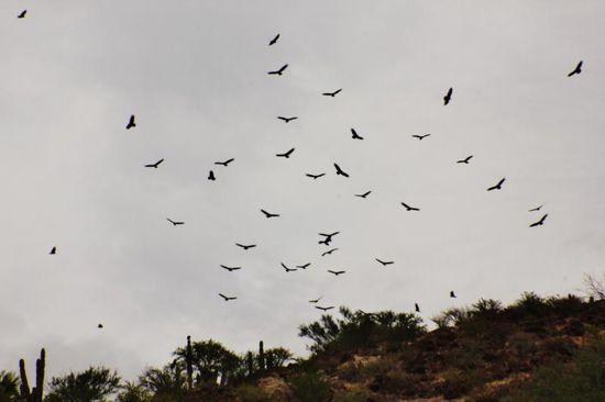 Da muss Futter vorhanden sein für so viele Vögel... - das sind Geier...