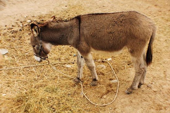 Und der hier futtert alleine vor sich hin...