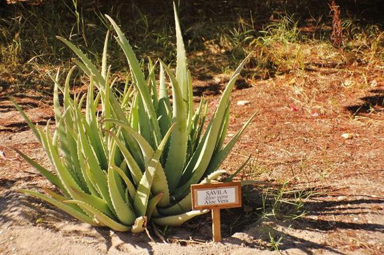 Im Pflanzengarten...