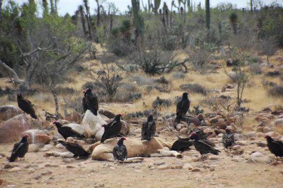 Mahlzeit...! Gut könnt ihrs nicht riechen...! Geier verzehren hier eine verendete Kuh...