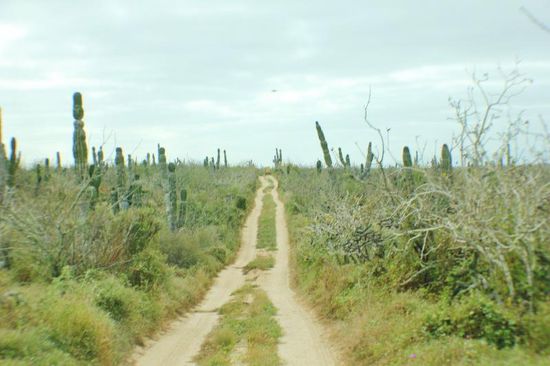 Diese Strecke wird auch bei der Rallye der Baja California befahren...