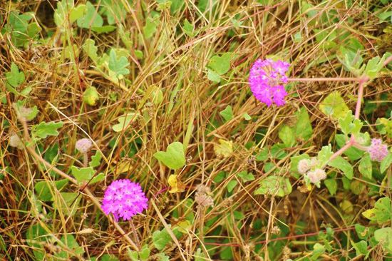 Wir fahren ja nicht gegen die Uhr...; somit bleibt uns genügend Zeit, um uns neben der Piste umzusehen...