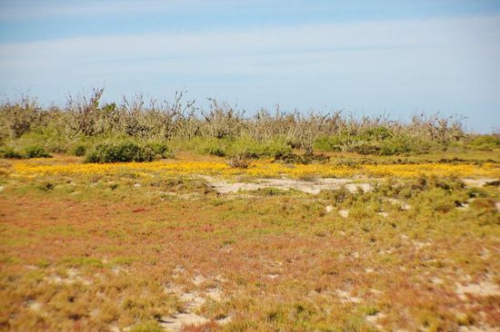 Hübsche Blumenwiese mitten in der Wüste...