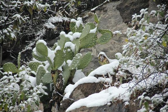 Kaktus im Schnee...!