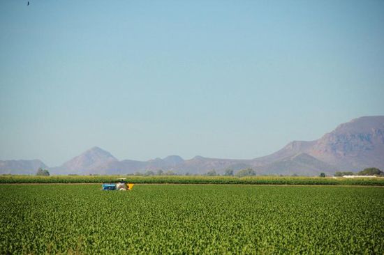 Wir verlassen El Fuerte in Richtung Los Mochis, vorbei an grossen Feldern...