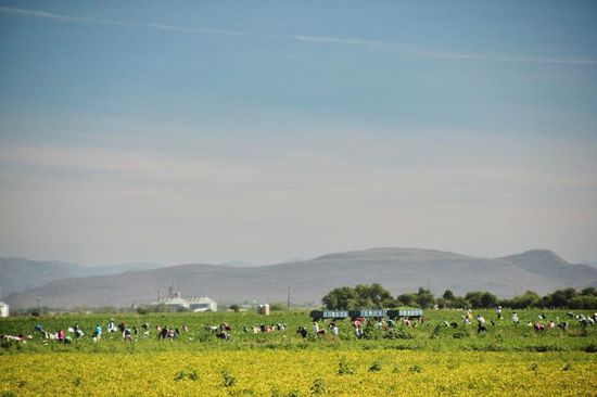 Viel Handarbeit auf grossen Plantagen...