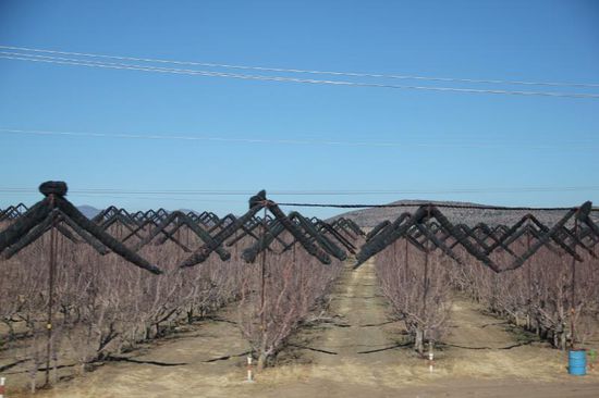 Die Stadt Cuauhtémoc, 100 km westlich von Chihuahua gelegen ist Mexikos  Hochburg des Apfelanbaus und das Zentrum mexikanischer Mennoniten...