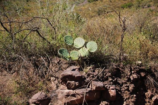 Schönheiten am Wegesrand...