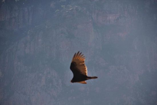 Fliegen sollte man können...