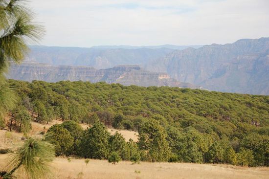 Auf rund 1800m ein schöner Eichenwald...