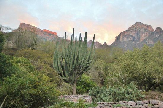 Dieser Kaktus ist ca. 200 Jahre alt...