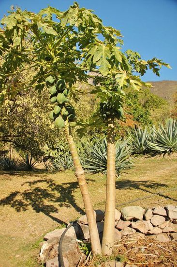 Papayas frisch ab Baum...