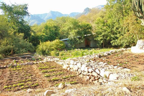 Der gepflegte Garten...; wir dürfen frisches Gemüse für den Eigenbedarf ernten...