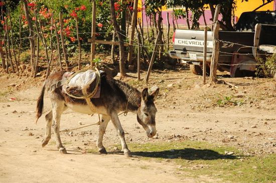 Er ist ausgebüxt, um uns tschüss zu sagen...; irgendwie haben wir es mit Eseln zu tun...)))))))))) (nichts Böses denken...!)
