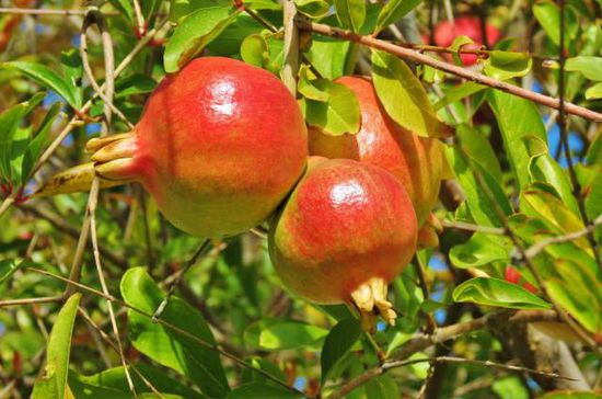 Granatapfel...