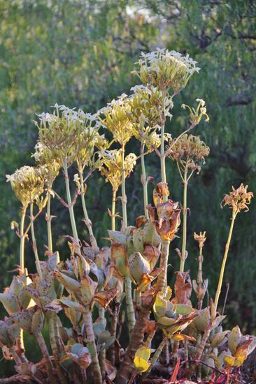 Kurz nach unserer Ankunft treffen auch Véronique und Julien aus dem Kanton Wadt ein...