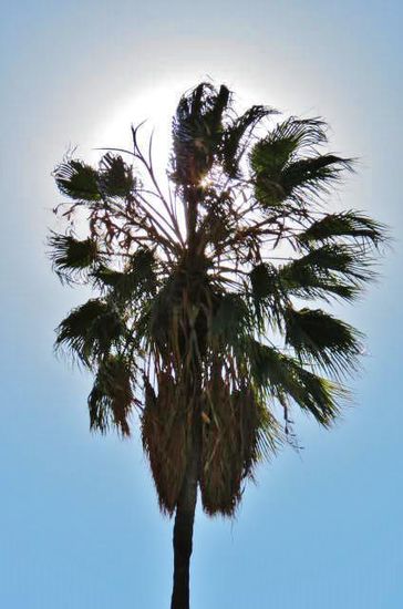 Palme im Gegenlicht...