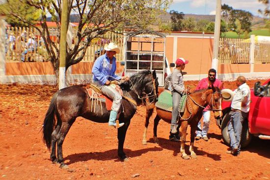 Pferde, Reiter - da halten wir mal an...