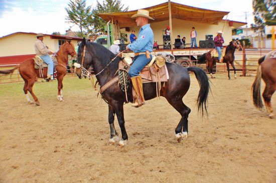 Die Pferde tänzeln zur lauten Musik...