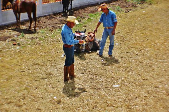 Pferde-Dressur - "Aufstehen" des Pferdes mit und ohne Reiter...