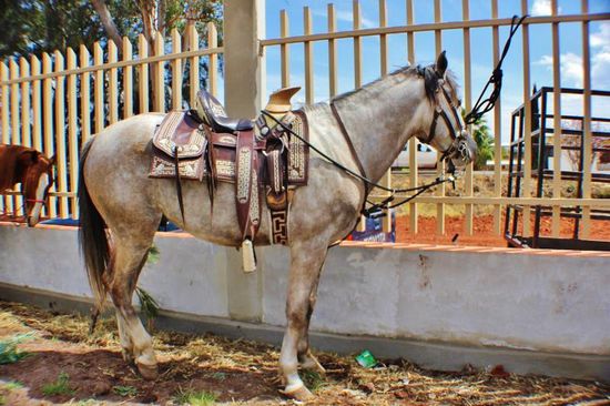 Hübsches Sattelzeug...