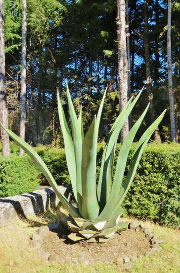 Im Garten des Hotels...