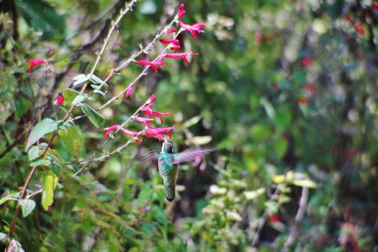 Ein Kolibri auf Nahrungssuche...