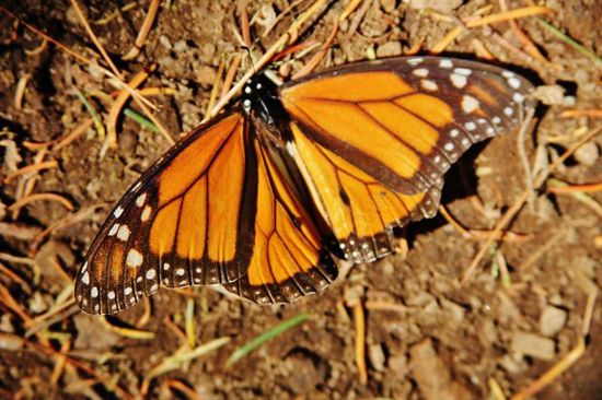 Der Monarch-Falter...