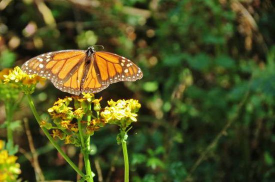 Die Monarch-Falter in Michoacan, Mexico treffen Ende Oktober, anfangs November hier ein...; viele haben einen Flug aus Kanada oder den USA hinter sich...; pro Tag fliegen sie rund 120km - insgesamt sind es bis 4500km...!