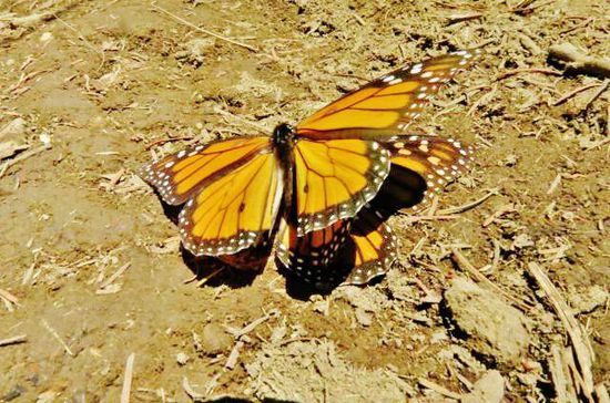 Die Weibchen werden befruchtet...; zum Frühlingsbeginn am 21. März fliegen die Falter wieder nordwärts...; bei den gossen kanadisch-amerikanischen Seen legen die Falter ihre Eier auf Seidenpflanzen ab...; ein neuer Lebenszyklus beginnt...!