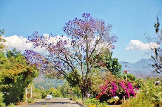 ...die Vielfalt der blühenden Pflanzen...
