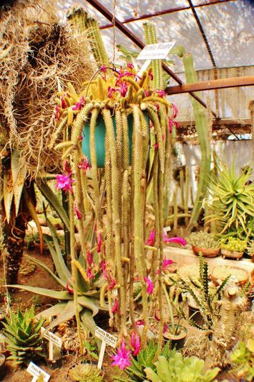 Die  Kakteen-Gärtnerei wurde von dem Deutschen Ferdinand Schmoll in den 1920er Jahen gegründet...; die Nachfahren haben die Gärtnerei der Stadt übermacht, die die Anlage als kleinen botanischen Garten der Öffentlichkeit anbietet...