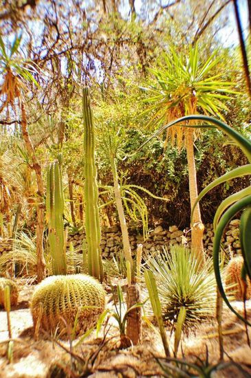 In der Aussenanalage im dichten Kakteenwald...